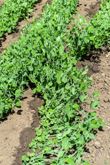 Green peas culture on a wet soil.