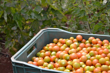 Planting and harvesting tomatoes in greenhouse