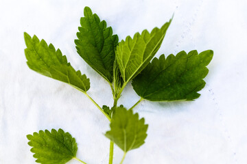 Urtica dioica, often known as common nettle, stinging nettle or nettle leaf, or just a nettle or...