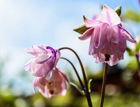 Aquilegia vulgaris pink bloom (columbine). Family Ranunculaceae. - Powered by Adobe