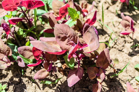 Homiladorlik paytida jinsiy aloqa qilish yaxshimi?