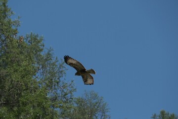 common buzzard flying into the wood.