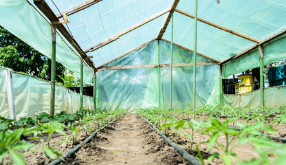 Greenhouse with tomato plants and drip irrigation system.