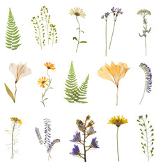 Set with beautiful dried meadow flowers on white background