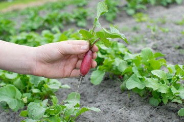 Naklejka na ściany i meble Radish harvested in your home garden. Not a perfect healthy radish.A hand holds a radish in the vegetable garden.