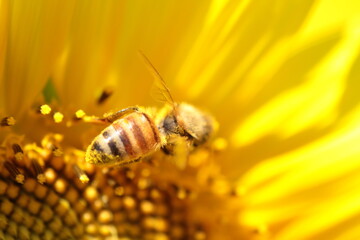 toward an axis, as in a sunflower