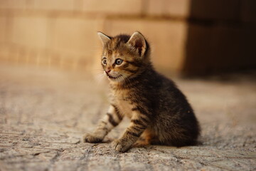 Lovely tabby kitten sitting on the stone floor in a summer yard