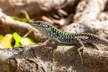 Naklejka na ściany i meble Portrait of a small spotted bluish-green lizard on a blurred natural background. Close-up