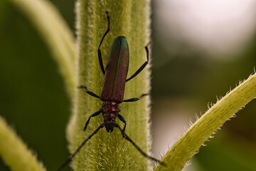 Moschusbock Käfer an der Sonnenblume 