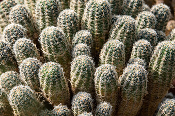 Many prickly green cacti as a natural background, texture. Selective focus.