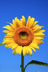 Obraz premium Sunflowers can be seen in the summer