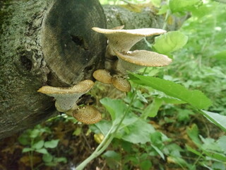 mushrooms in the forest