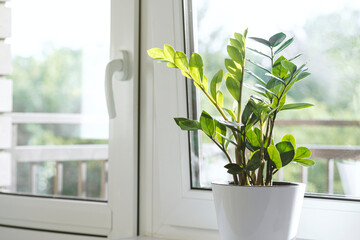 Zamioculcas Zamiifolia or ZZ Plant in white flower pot stand on the windowsill.