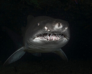 Naklejka premium Spotted ragged-tooth shark, Carcharias taurus, at Aliwal Shoal. South Africa