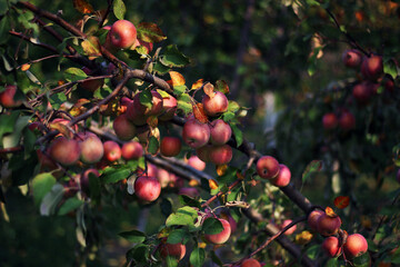 Red apples on a tree branch in the garden