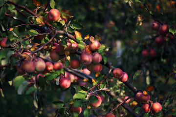 Obraz premium Red apples on a tree branch in the garden