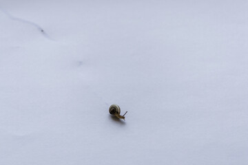 Little snail isolated on a white background.