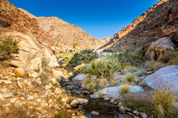 Palm trees along a creek in the Anza Borrego State Park, California