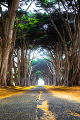 Roadway with cypress tree tunnel