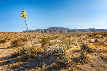 Blooming desert agave in the Anza Borrego State Park, Caifornia