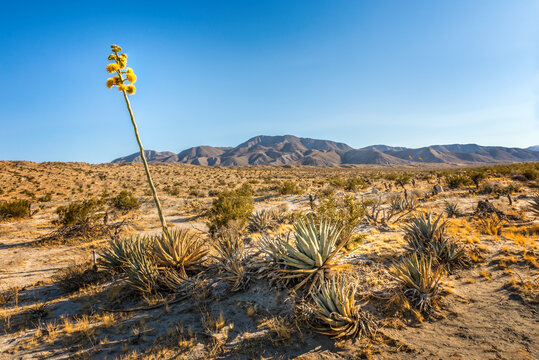 Blooming desert agave in the Anza Borrego State Park, Caifornia