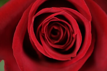 red rose closeup