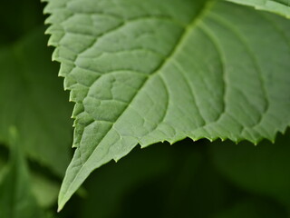 green leaf with water drops