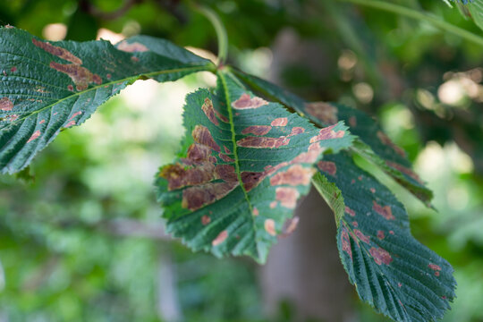 Leaf scorch from hot weather