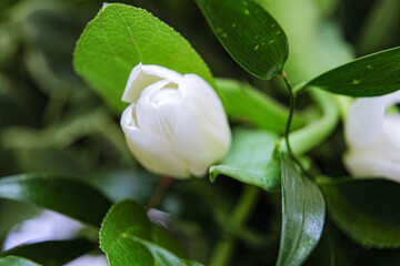 White and green floral arrangement