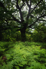scary dead old oak tree
