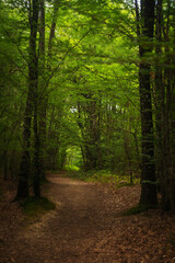 Obraz premium lush forest way pathway spain