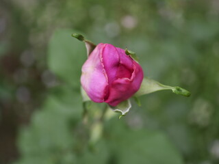 pink rose bud