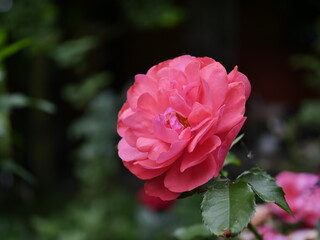 pink rose