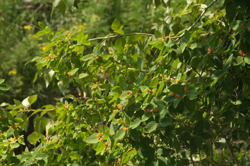 berry bush 