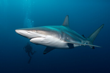 Obraz premium Blacktip shark (Carcharhinus limbatus) and a diver at Protea Banks, South Africa