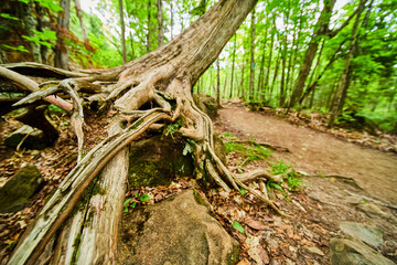 Uprooted tree in forest