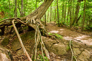 Uprooted tree in forest