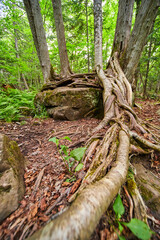 Tree growing on boulder with moss and roots