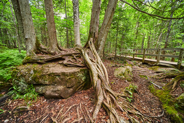 Tree growing on boulder with moss and roots