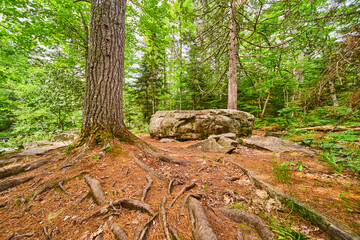 Forest of pine needles and boulders