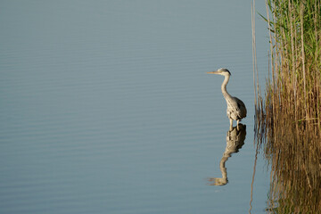 Grey heron, Ardea cinerea
