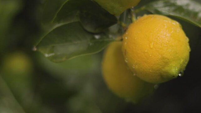 Detail of lemon tree with ripe lemons ready to harvest and consume.
