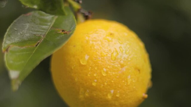 Detail of lemon tree with ripe lemons ready to harvest and consume.