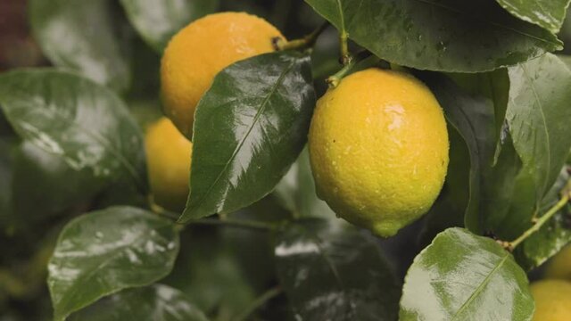 Detail of lemon tree with ripe lemons ready to harvest and consume.