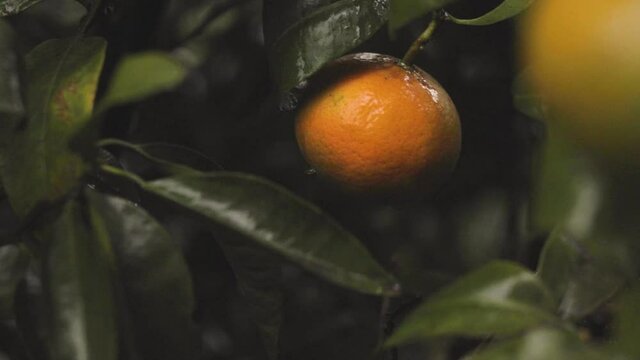 Detail of tree with ripe mandarins ready to harvest and consume.