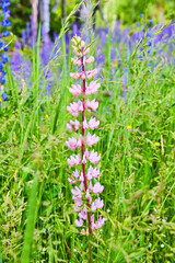 Field of Purple Flowers