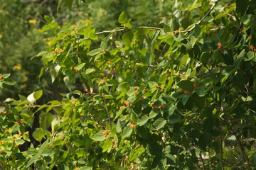 leaves on a tree