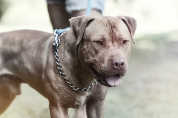 American pit bull terrier outside. Close up. Copy space. 