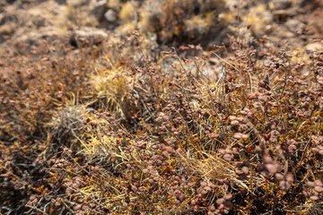 Dry steppe grass close-up bushes in hot Greece. Hot summer flora botany details