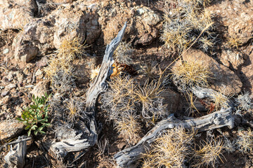 Dry branches and grass close-up on rocky ground in Greece. Hot summer flora botany details